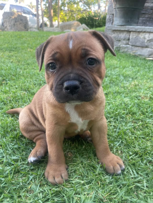 Staffordshire Bull Terrier Puppies media 6