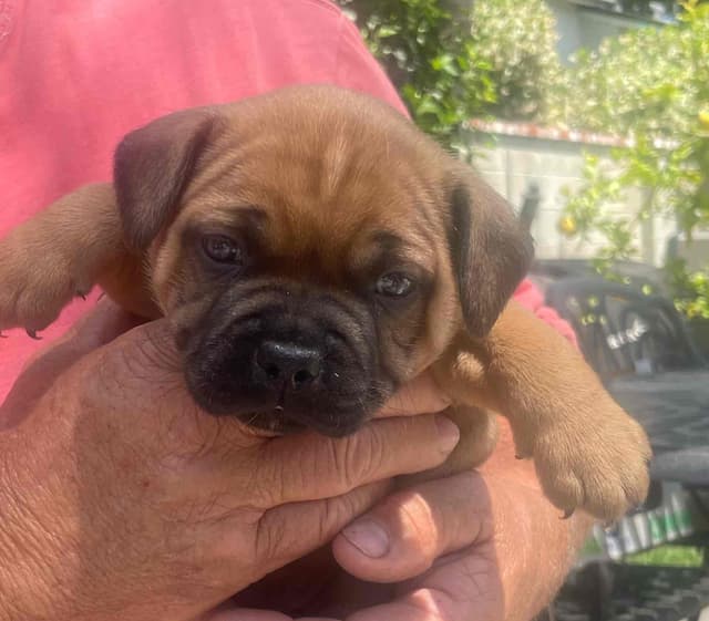 Staffordshire Bull Terrier Puppies media 8