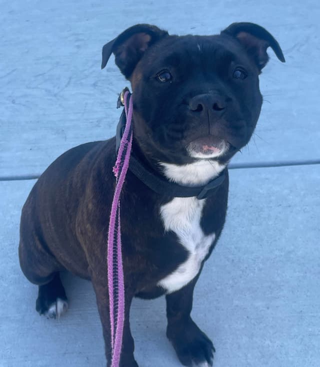 Staffordshire Bull Terrier Puppies media 9