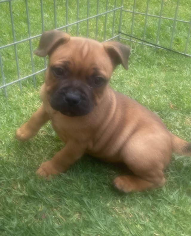 Staffordshire Bull Terrier Puppies media 11