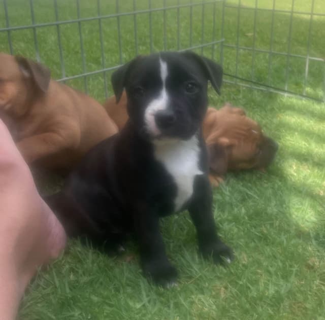Staffordshire Bull Terrier Puppies media 14