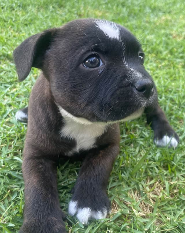 Staffordshire Bull Terrier Puppies media 13