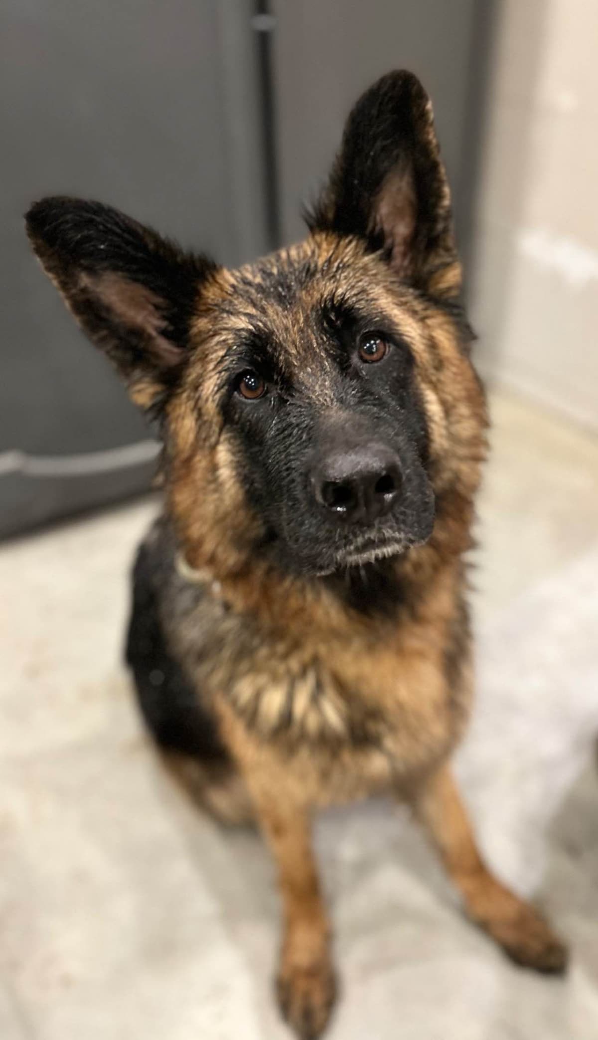 German Shepherd Dog Puppies breeder image 1