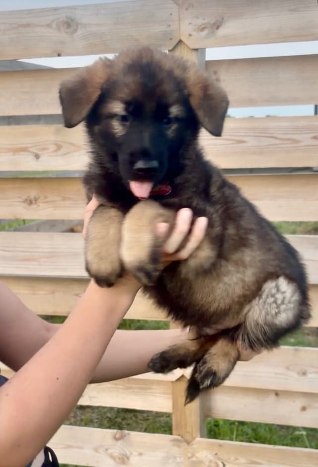 German Shepherd Dog Puppies media 2