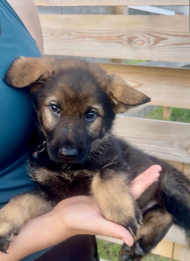 German Shepherd Dog Puppies media 3