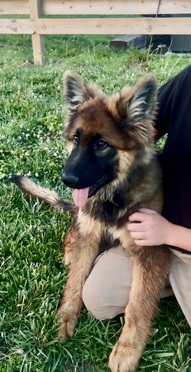 German Shepherd Dog Puppies media 2