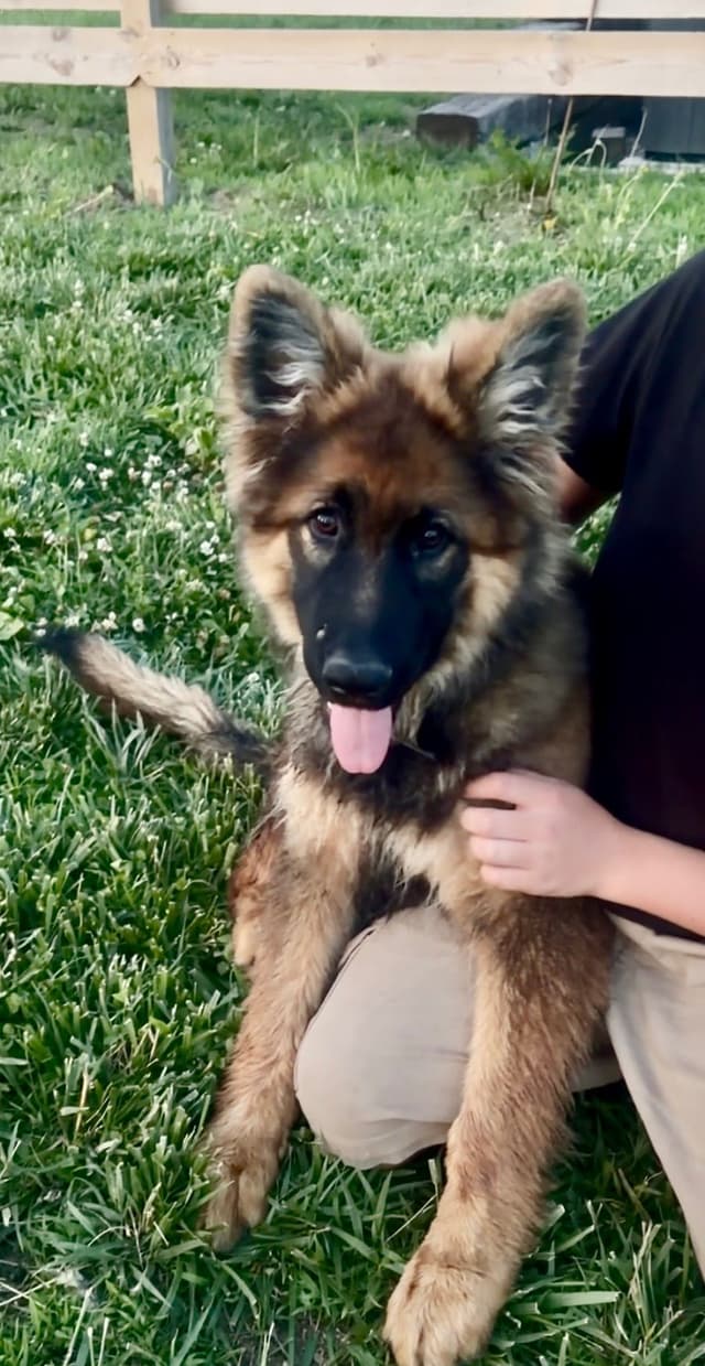 German Shepherd Dog Puppies media 4