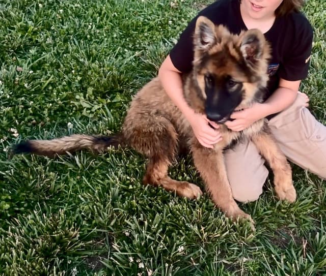German Shepherd Dog Puppies media 3