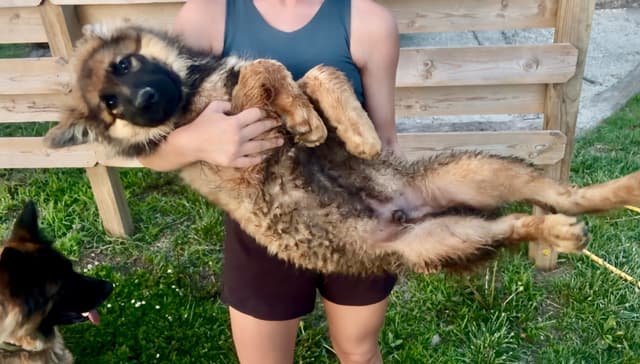 German Shepherd Dog Puppies media 5