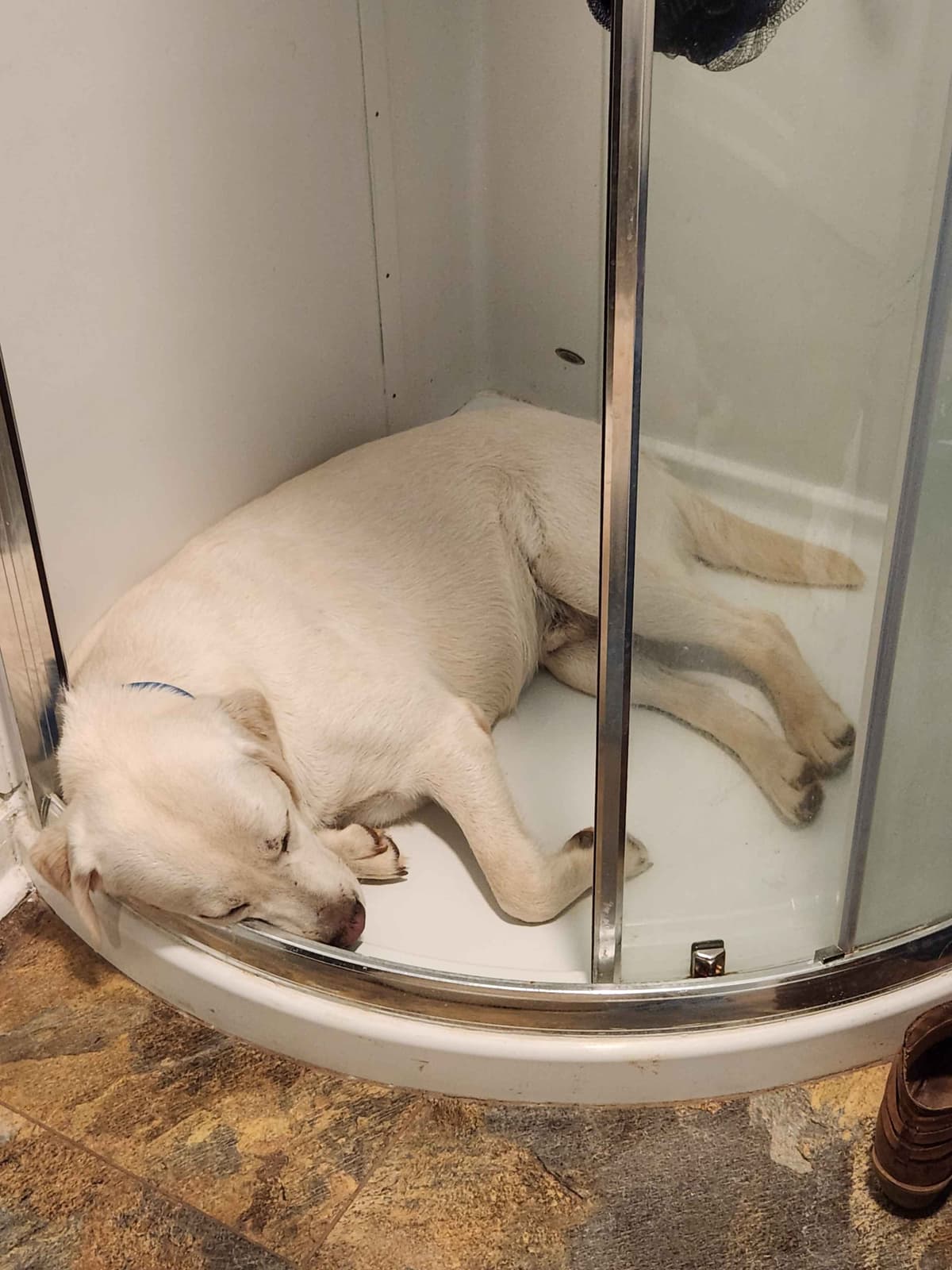 Labrador Retriever Puppies breeder image 5
