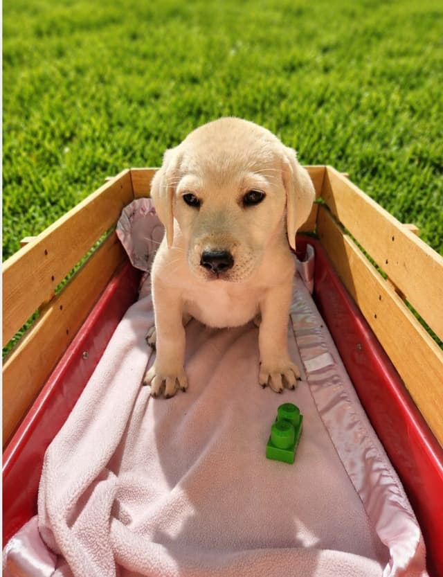 Labrador Retriever Puppies media 2