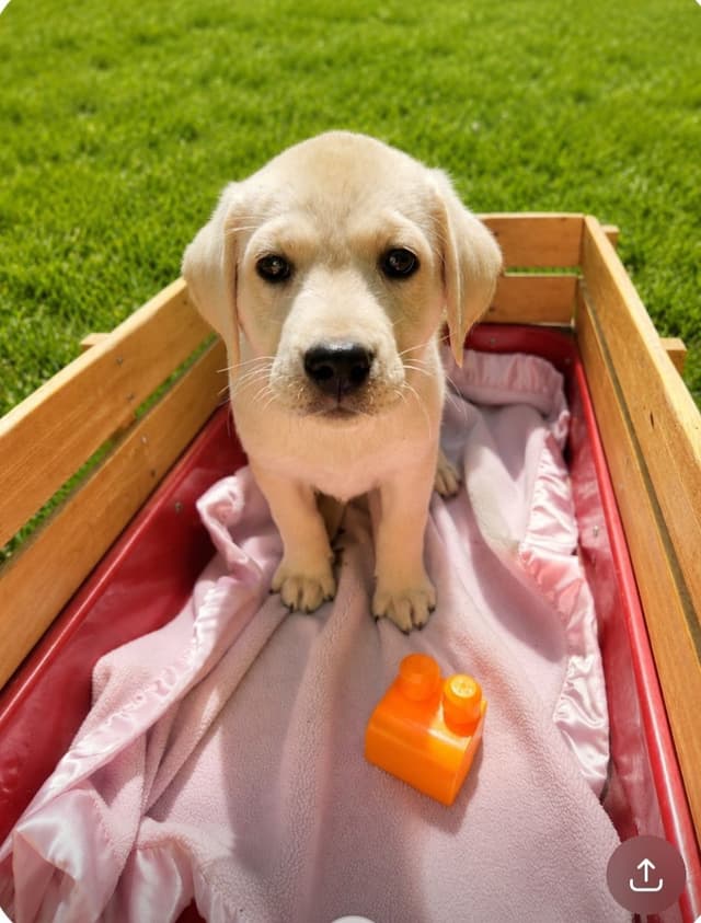 Labrador Retriever Puppies media 3