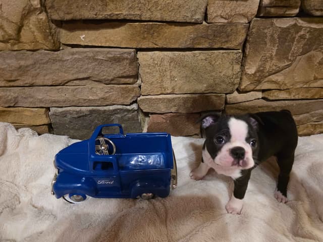 Boston Terrier Puppies media 2