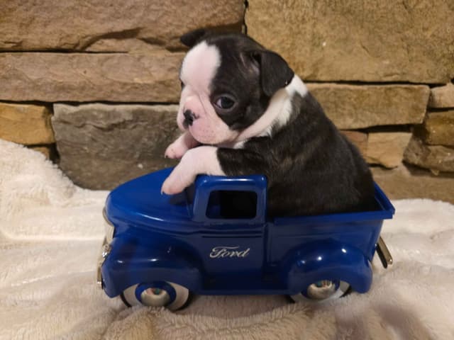 Boston Terrier Puppies media 3