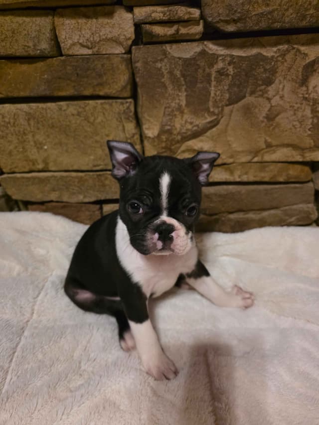 Boston Terrier Puppies media 4