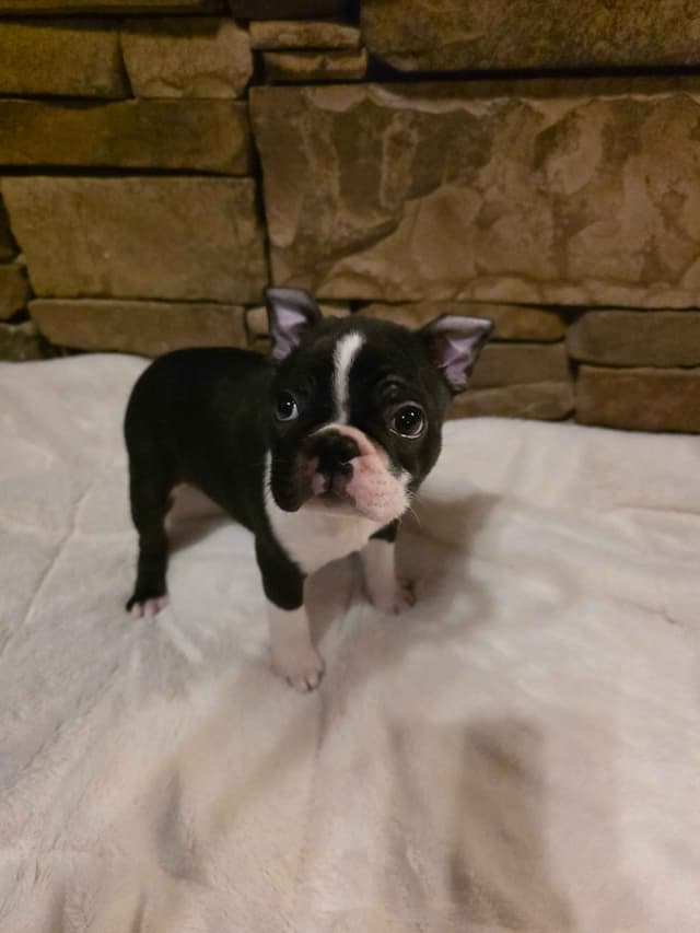 Boston Terrier Puppies media 5