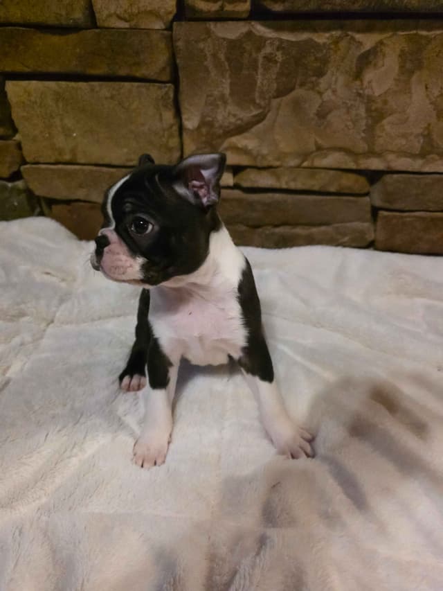 Boston Terrier Puppies media 6