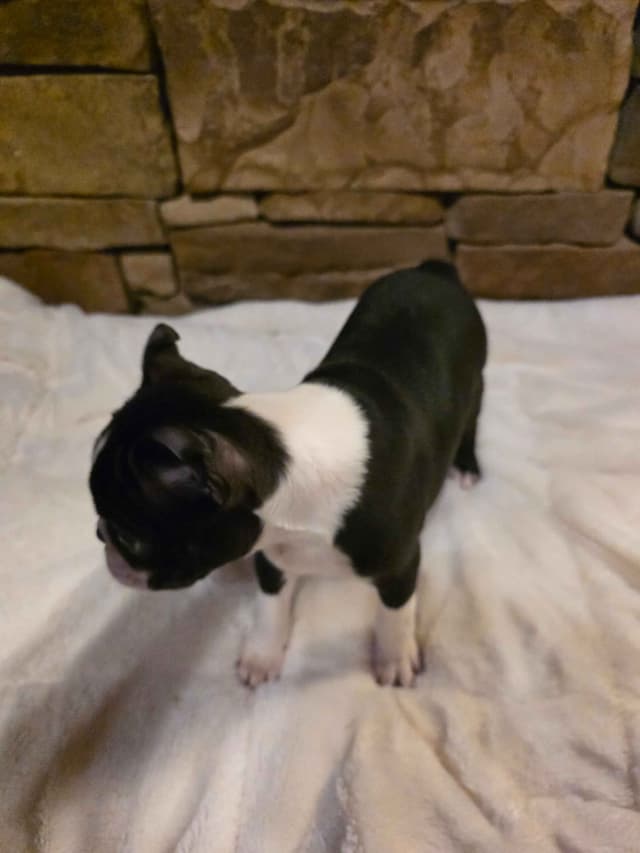 Boston Terrier Puppies media 7