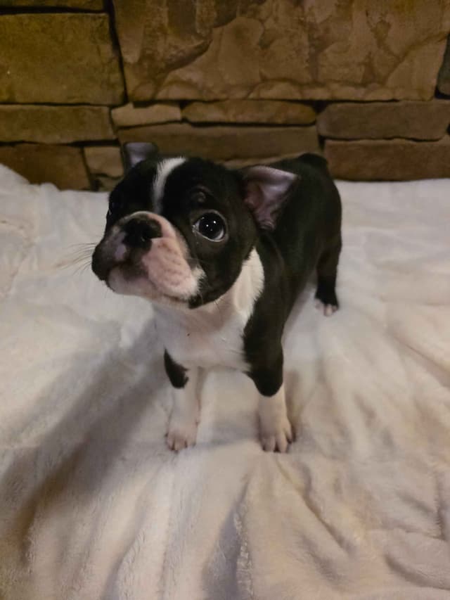 Boston Terrier Puppies media 8