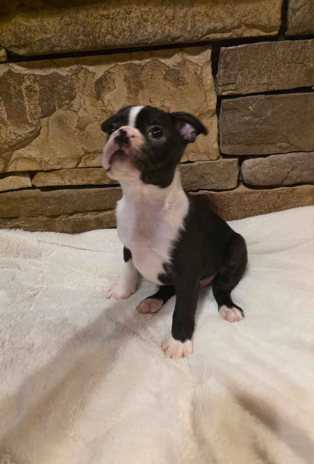 Boston Terrier Puppies media 11