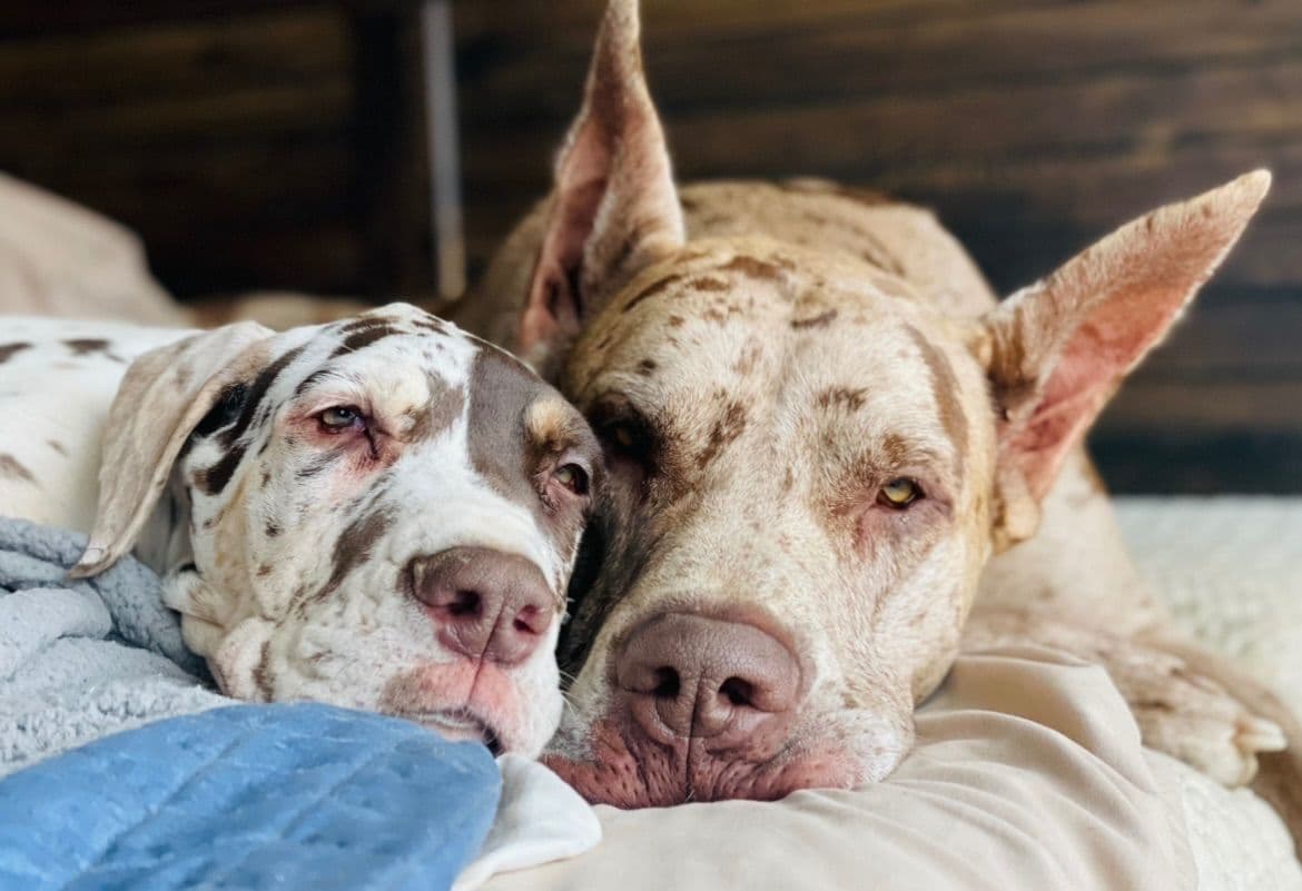 Great Dane Puppies breeder image 1