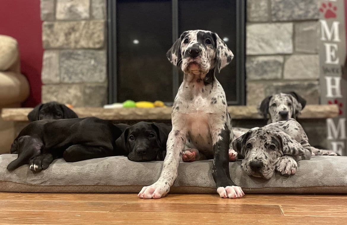 Great Dane Puppies breeder image 2