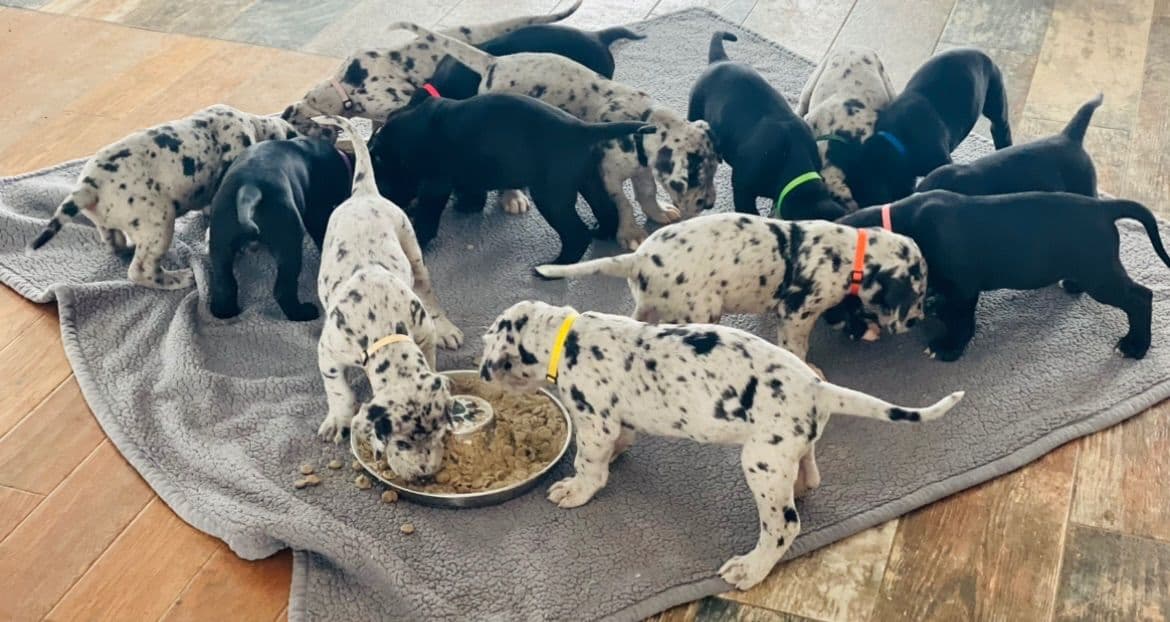 Great Dane Puppies breeder image 3