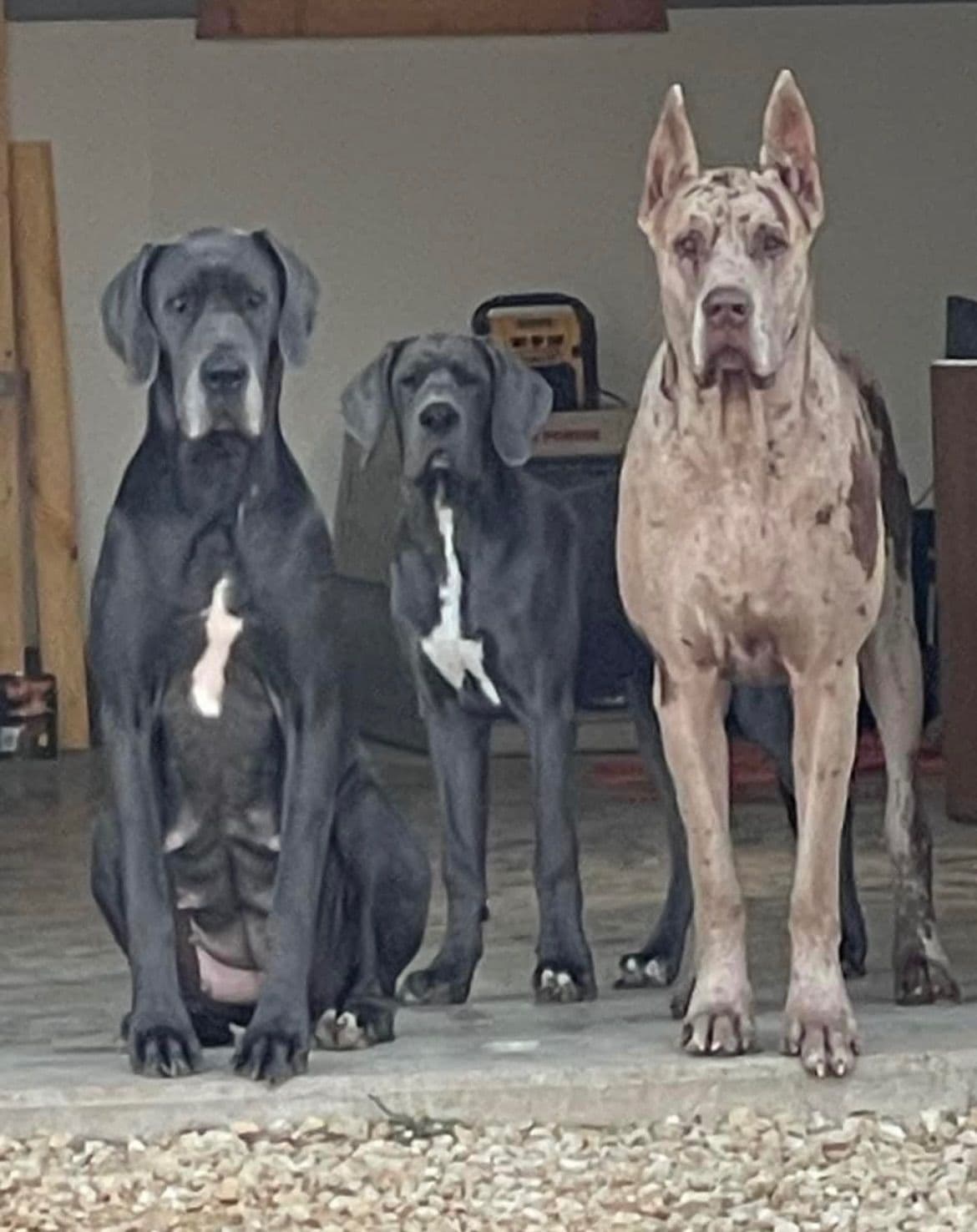 Great Dane Puppies breeder image 4