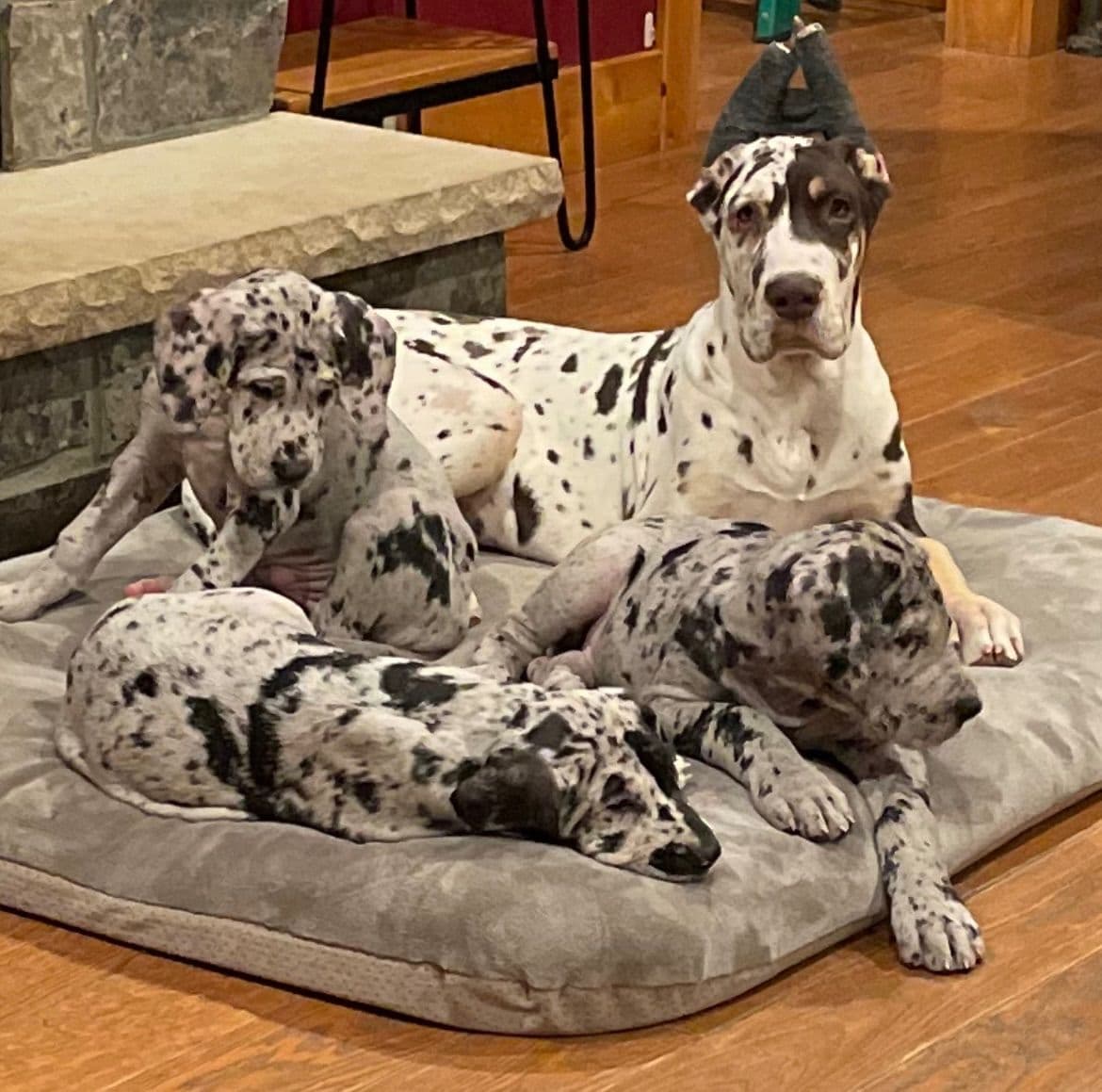 Great Dane Puppies breeder image 5