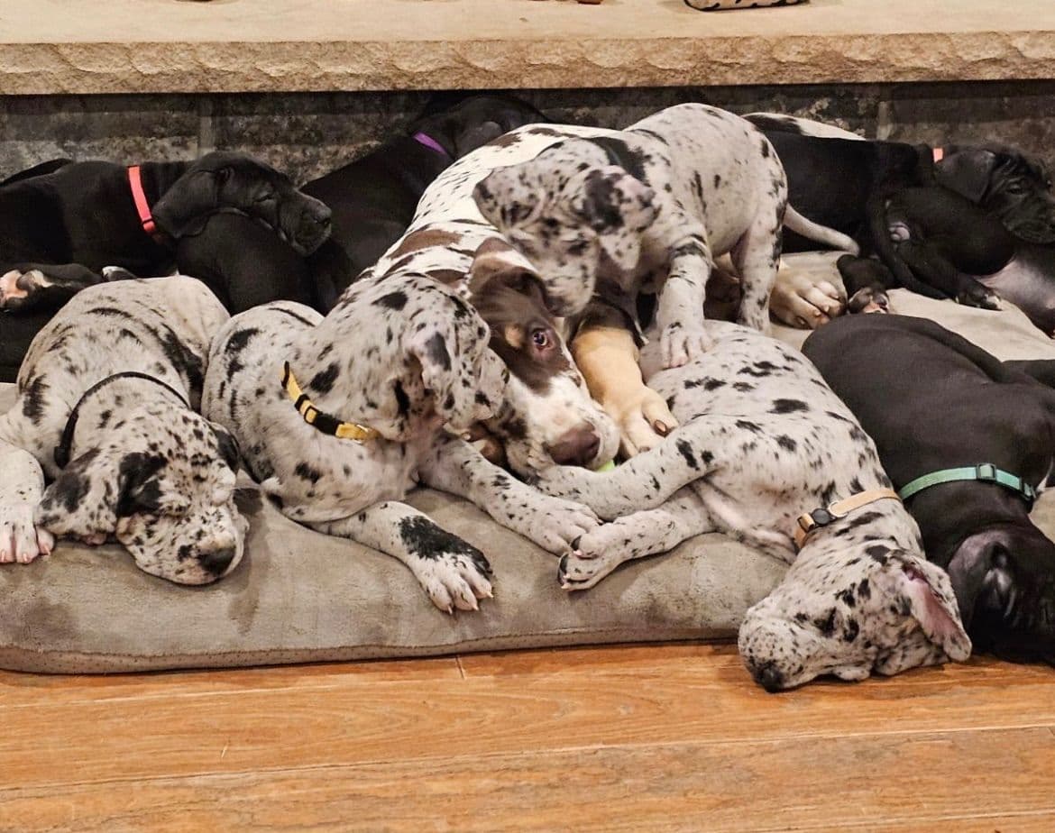 Great Dane Puppies breeder image 6