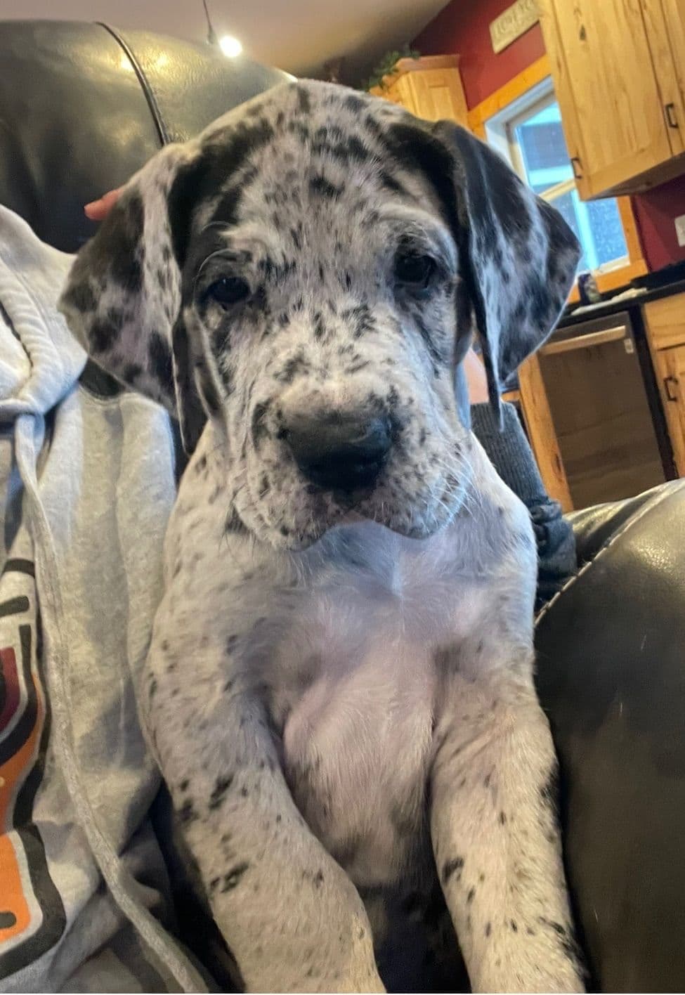 Great Dane Puppies breeder image 7