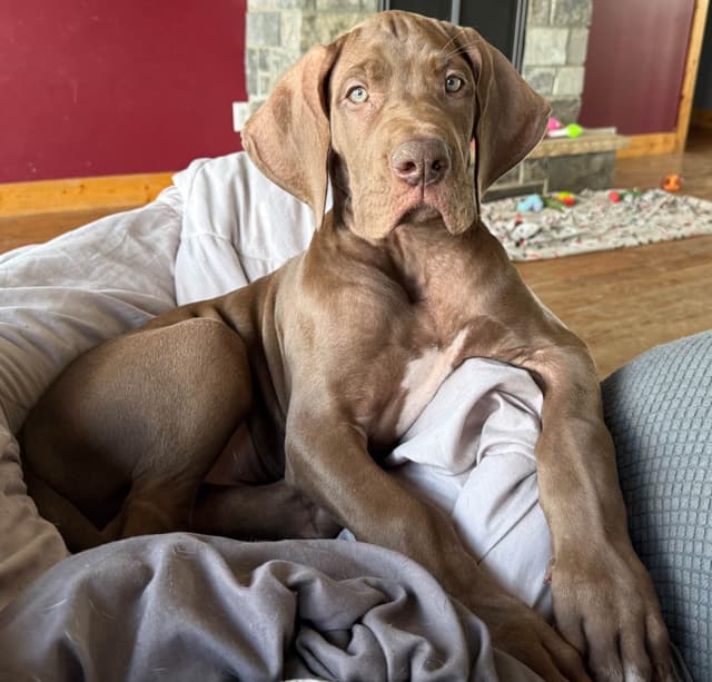Great Dane Puppies media 2