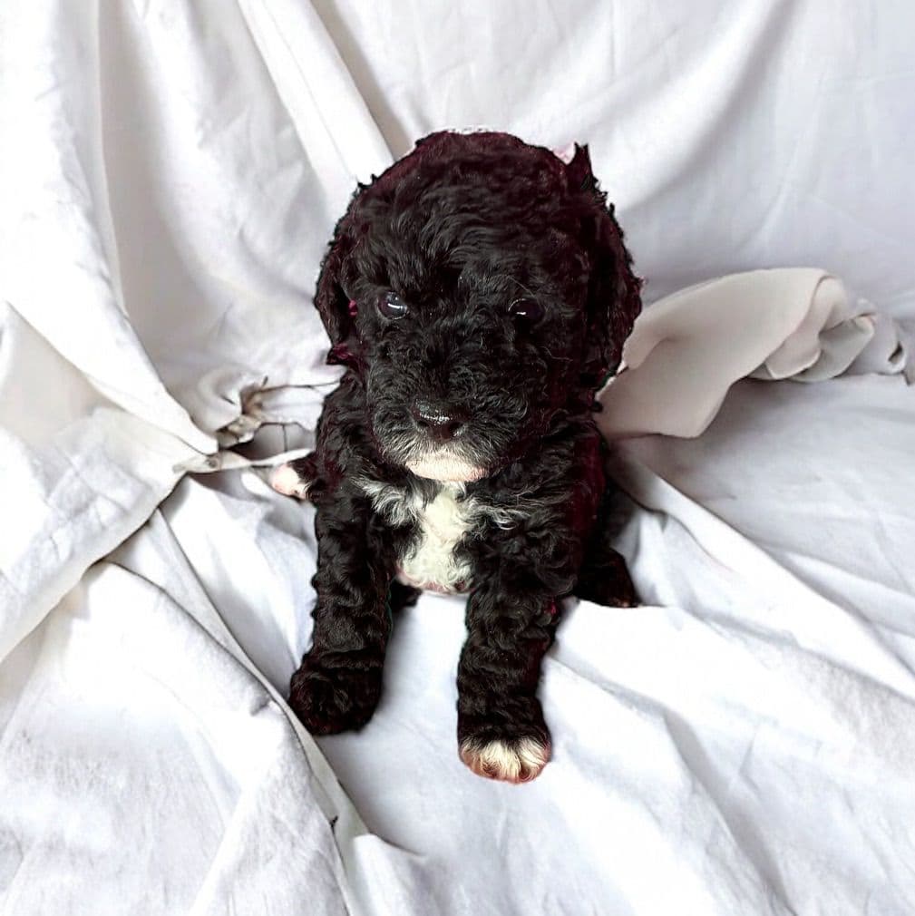 Poodle Puppies breeder image 1