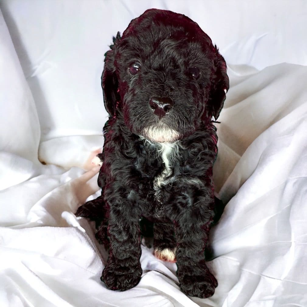 Poodle Puppies breeder image 2