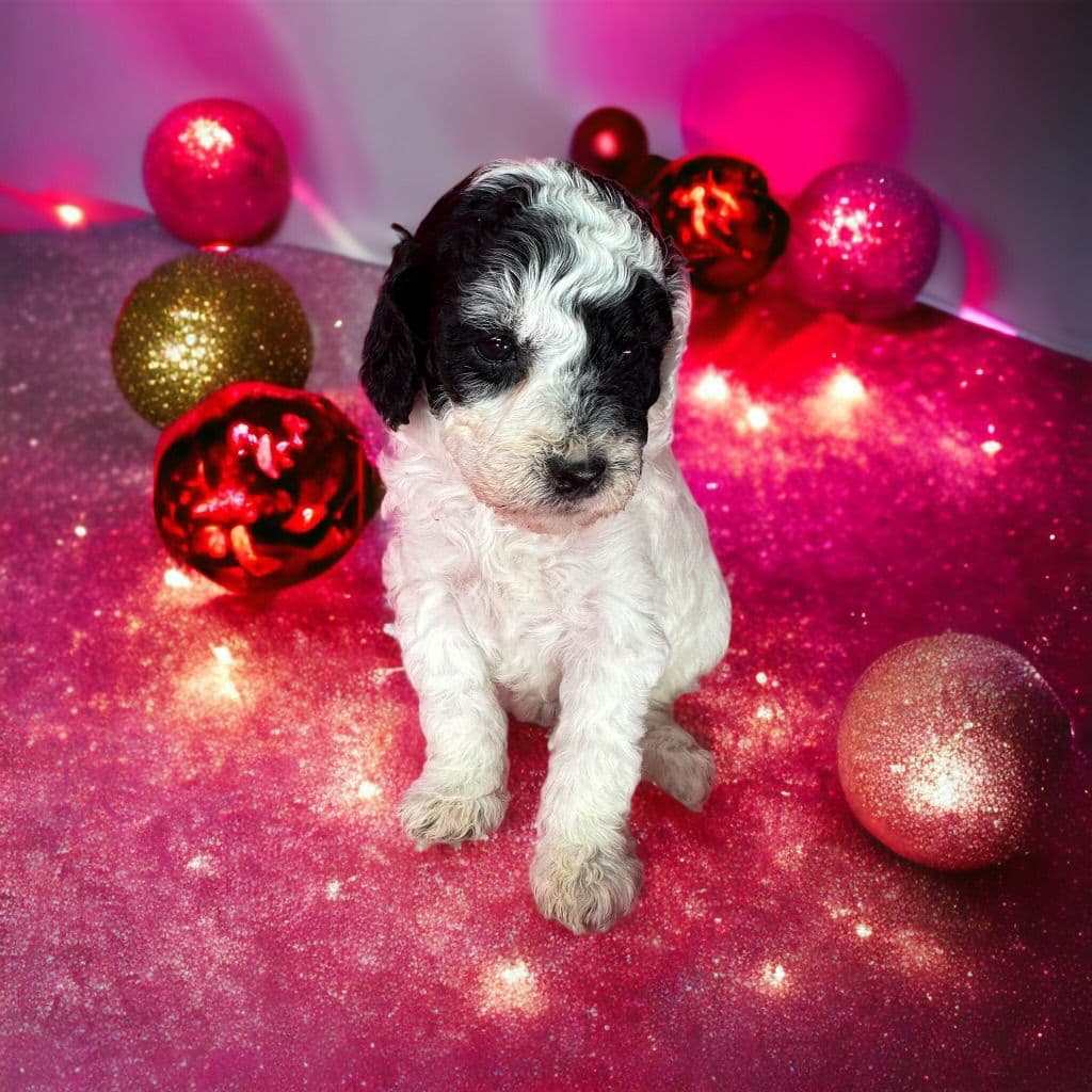 Poodle Puppies breeder image 3