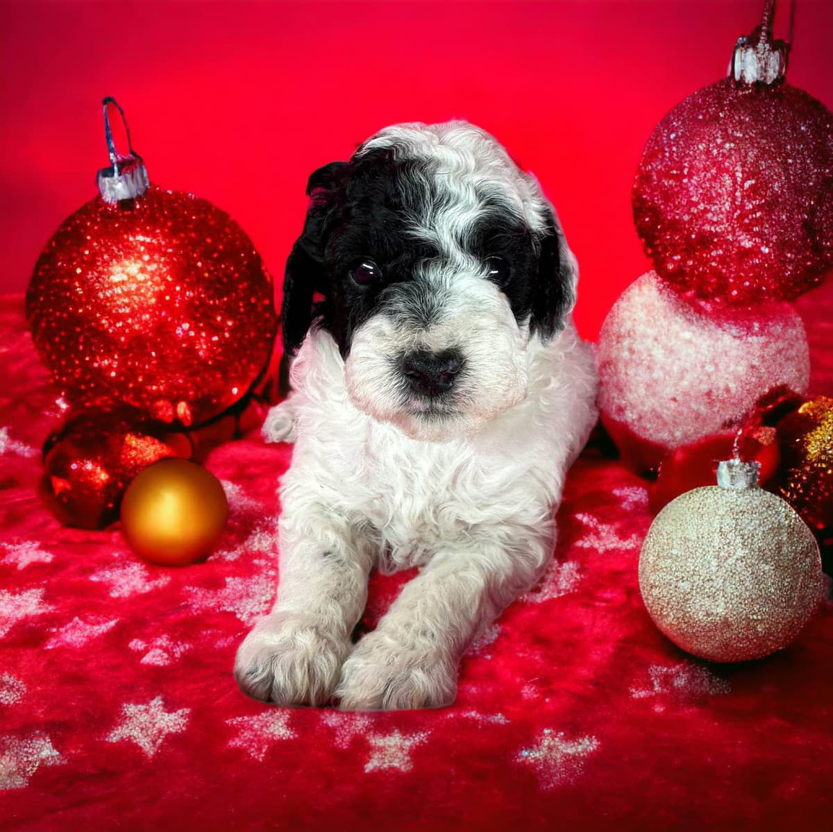 Poodle Puppies breeder image 5