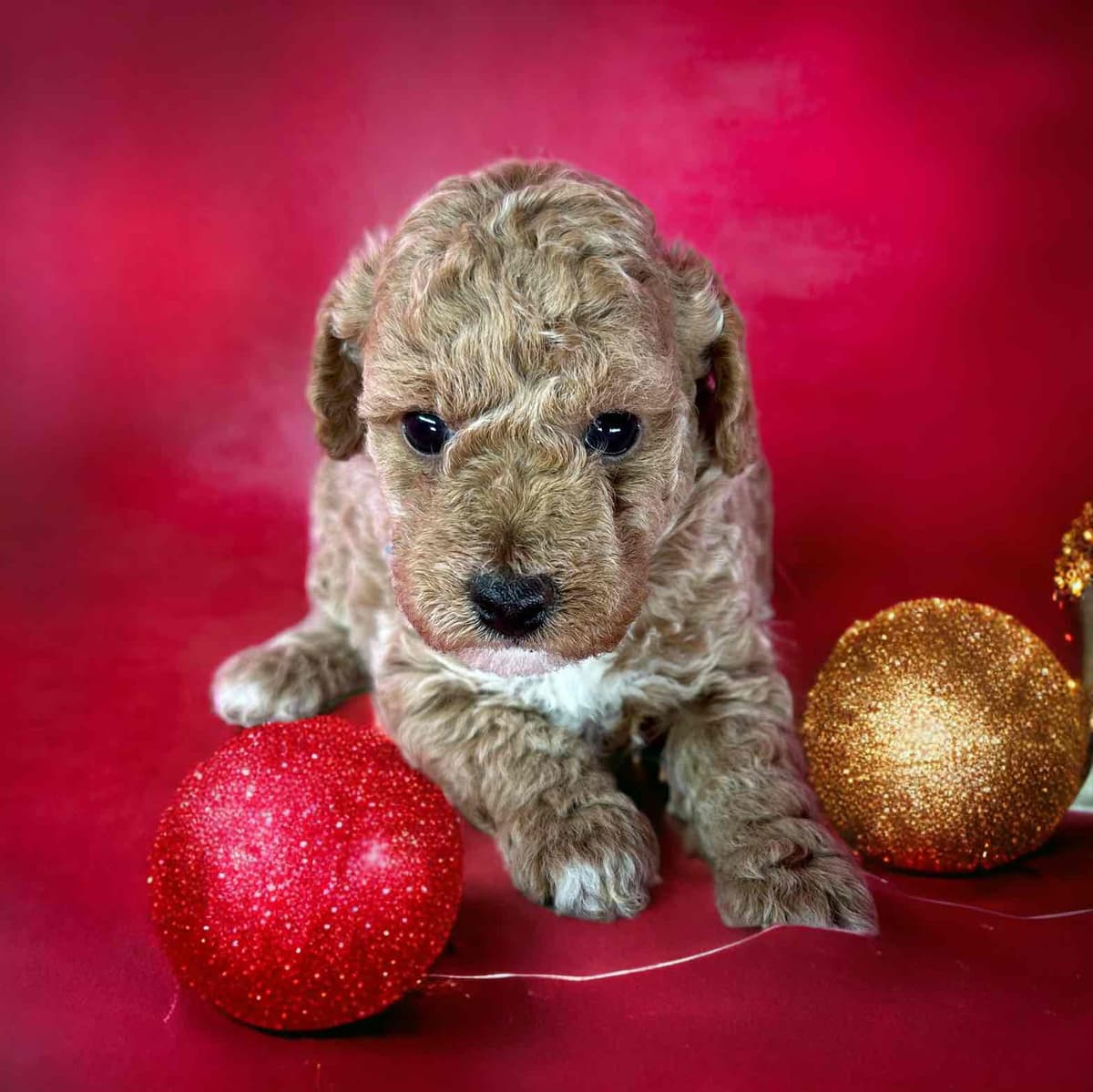Poodle Puppies breeder image 6