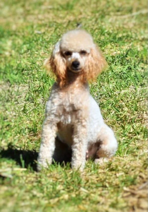 Poodle Puppies breeder image 7