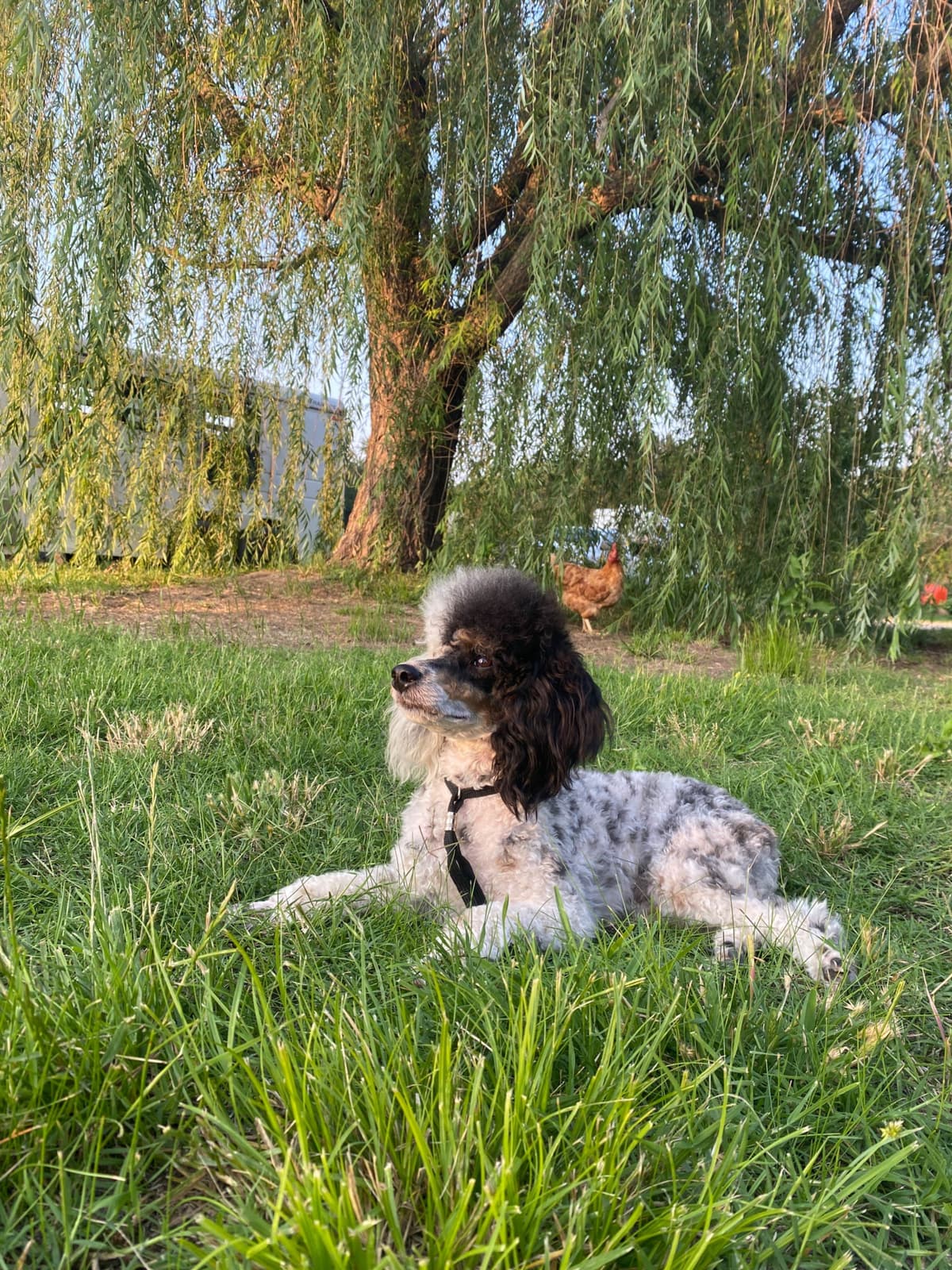 Poodle Puppies breeder image 8