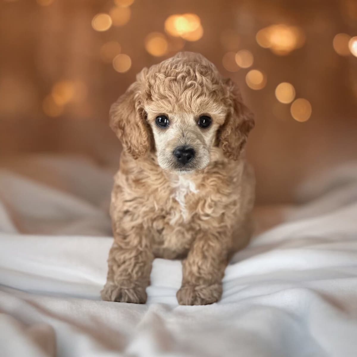 Poodle Puppies breeder image 9