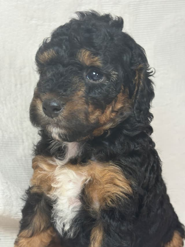 Poodle Puppies media 9