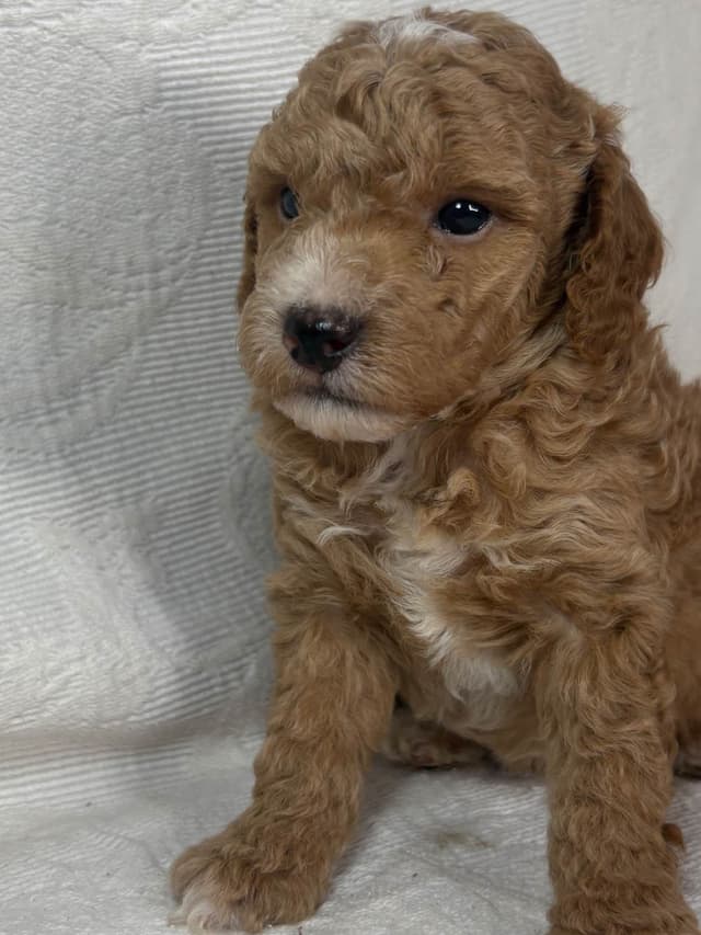Poodle Puppies media 4