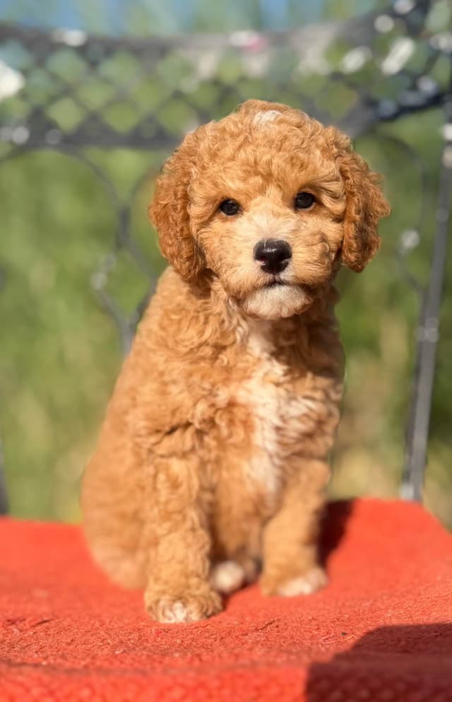 Poodle Puppies media 2