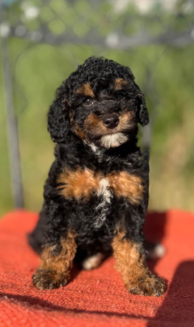 Poodle Puppies media 6