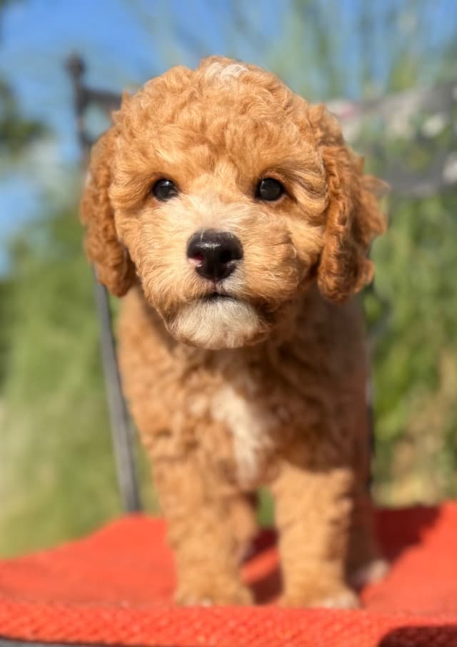 Poodle Puppies media 3