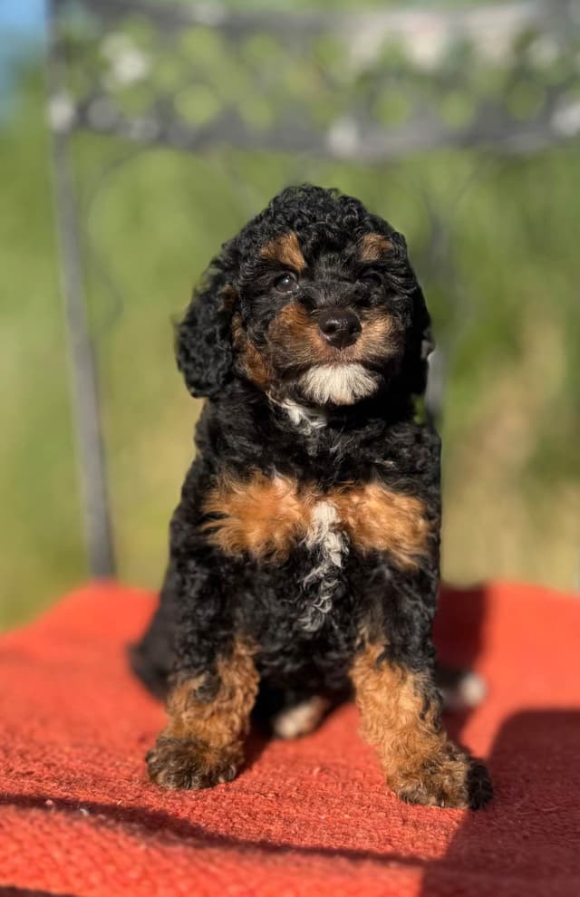 Poodle Puppies media 7