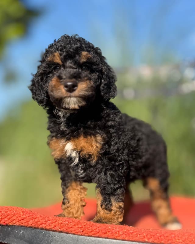 Poodle Puppies media 5
