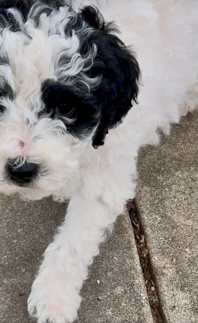 Poodle Puppies media 3