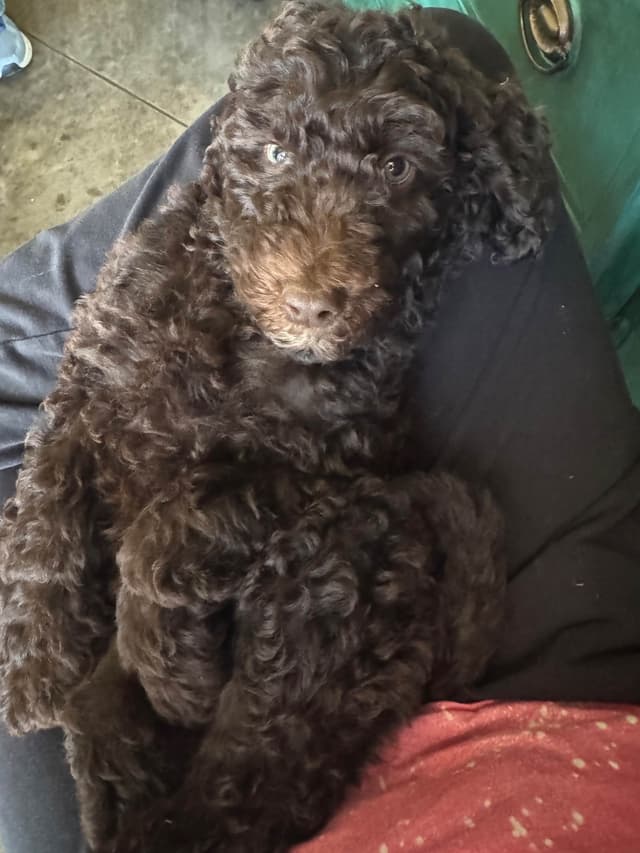 Poodle Puppies media 6