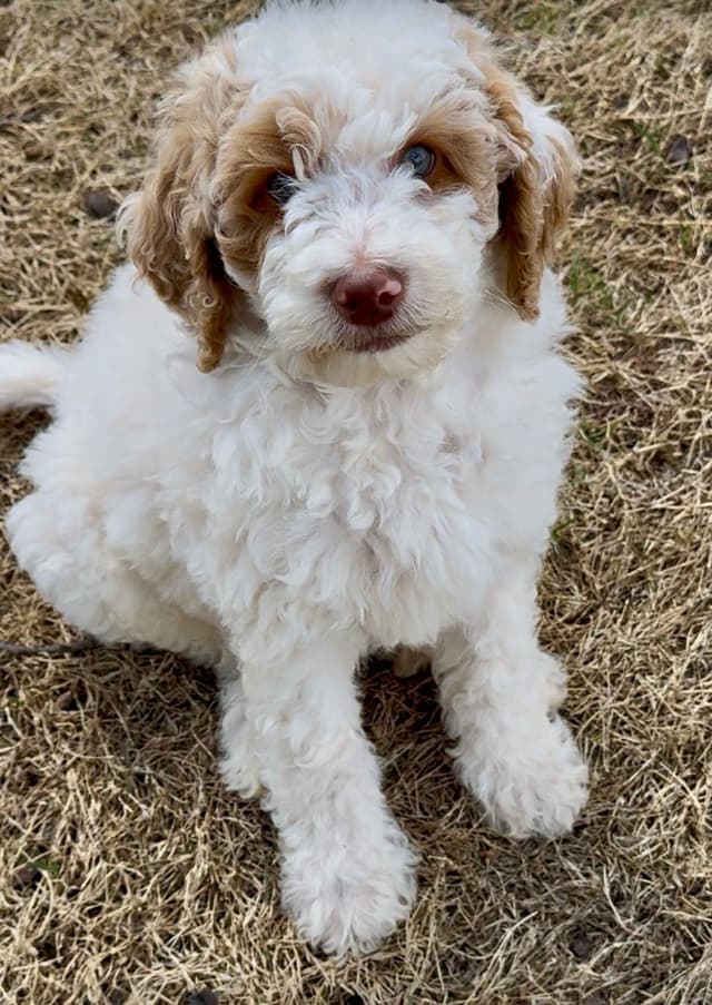 Poodle Puppies media 4